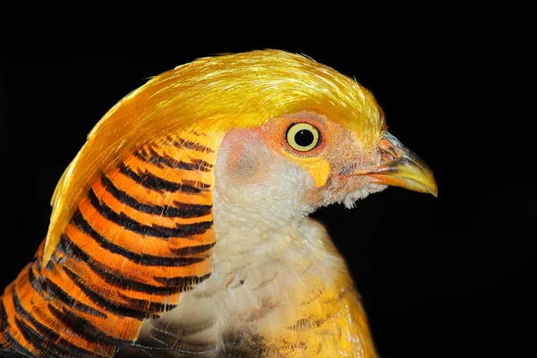 Желтый золотой фазан — стоковое фото