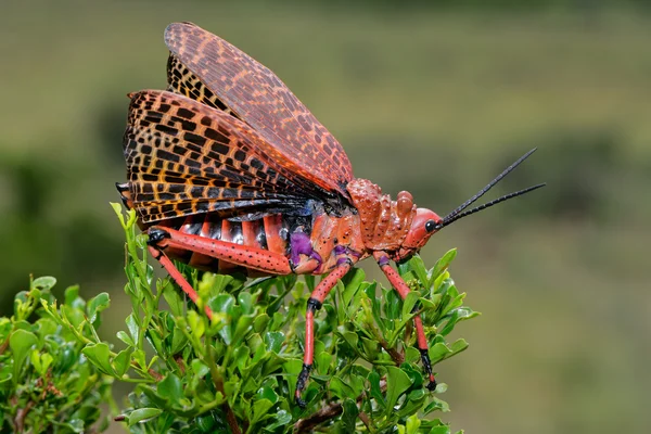 Pyrgomorphid grasshopper — Stock Photo, Image