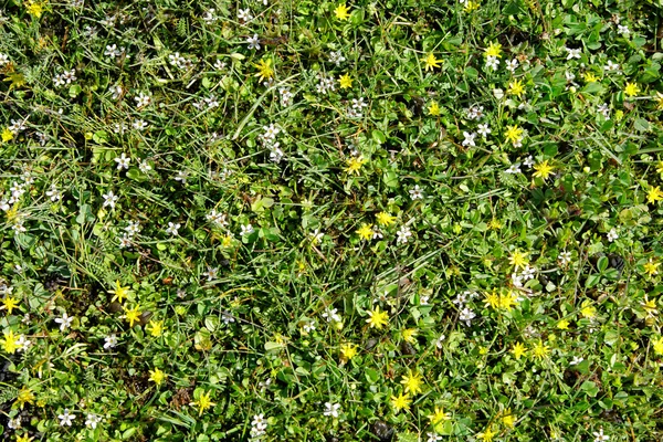 Spring plant background — Stock Photo, Image