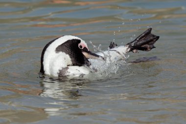 Afrika pengueni