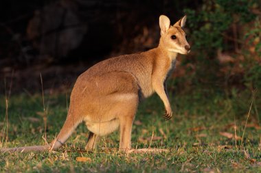 Çevik wallaby