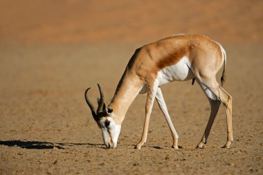 Springbok antilop