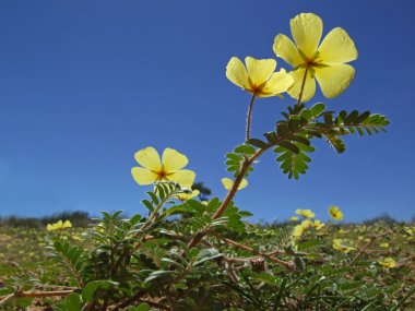 Yellow flowers clipart