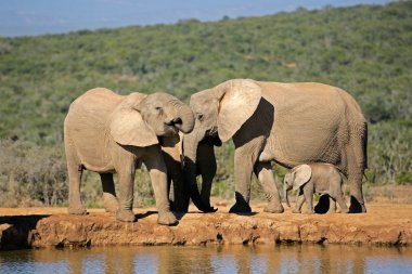 African elephants at waterhole clipart