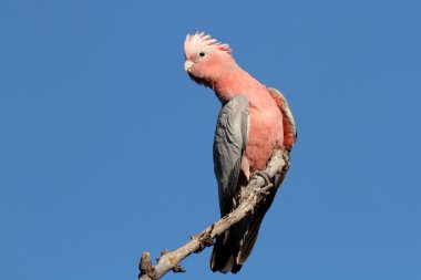 galah Kakadu, Avustralya