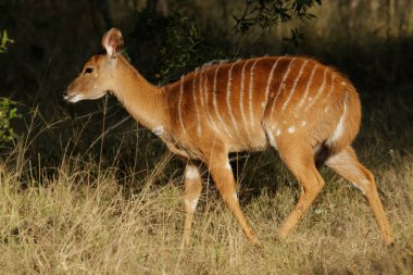 Nyala antelope clipart