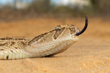 Puff adder clipart