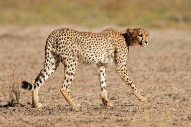 Stalking Cheetah