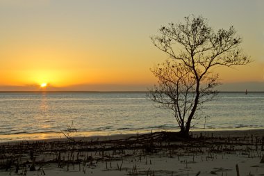 ağaç sunset karşı