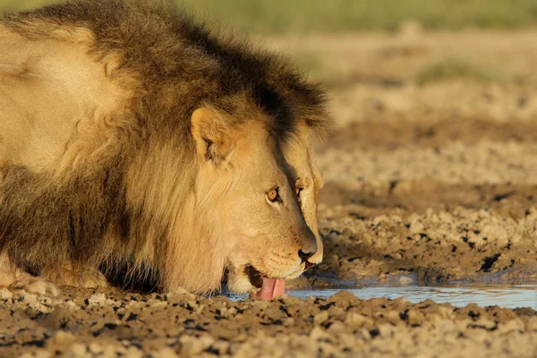 Afrikaanse leeuwen drinken — Stockfoto