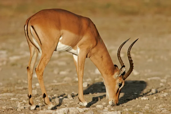 Μαύρο-που αντιμετωπίζουν impala — Φωτογραφία Αρχείου