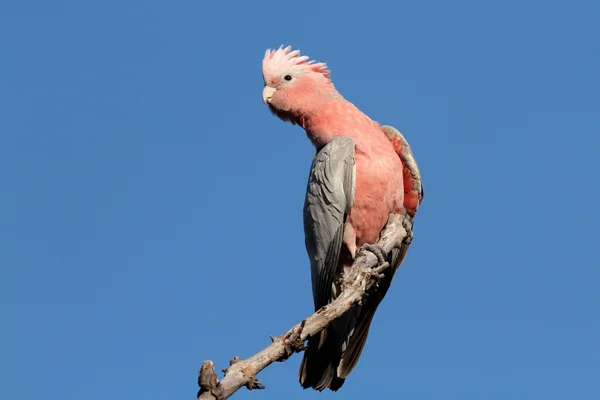 Galah Cockatoo, Austrália — Fotografia de Stock