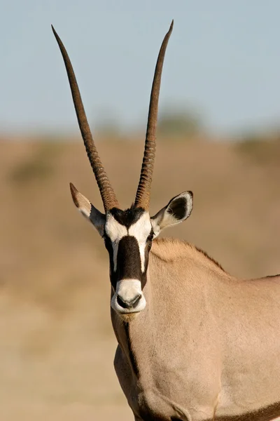 Αντιλόπης gemsbok — Φωτογραφία Αρχείου