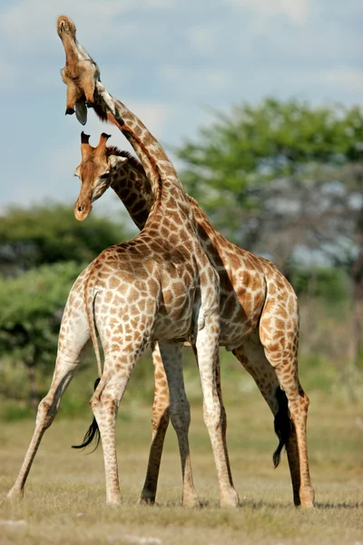 Giraffe — Foto Stock