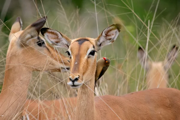 Retrato de impala — Fotografia de Stock