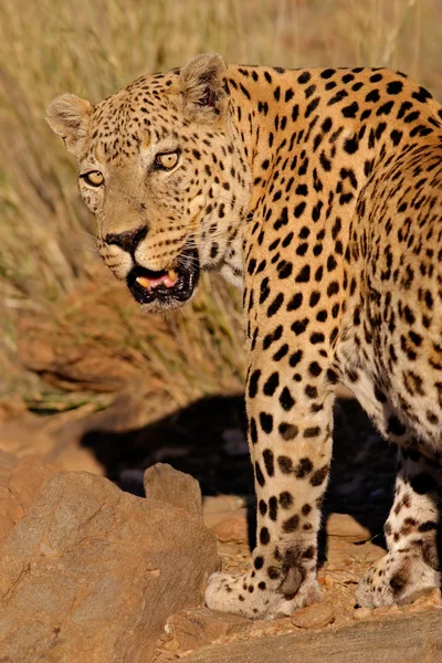 Leopardo macho — Fotografia de Stock