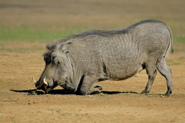 男性疣猪 — 图库照片