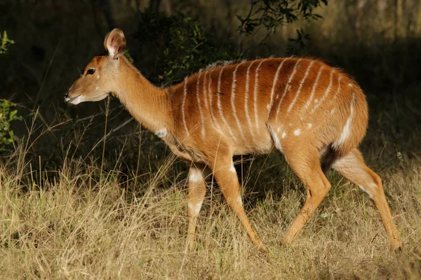 Nyala antilop — Stok fotoğraf