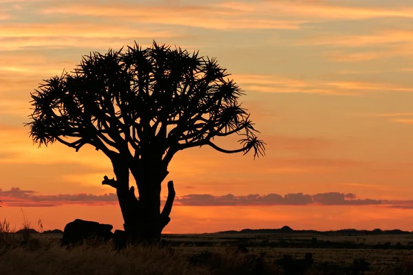 Quiver tree silhouette — Stock Photo, Image