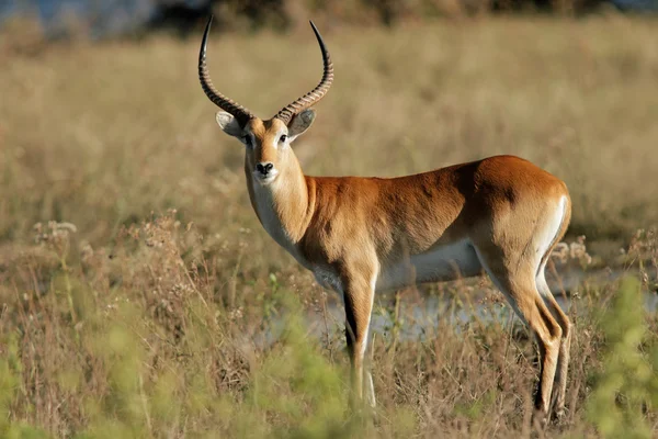 stock image Red lechwe antelope