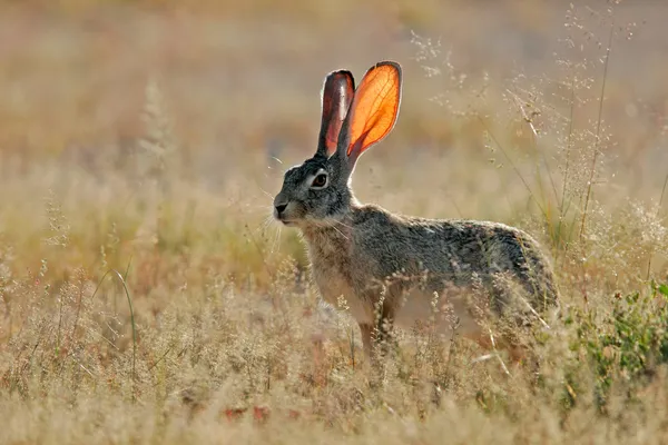 磨砂膏野兔 — 图库照片