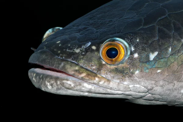 Spotted snakehead — Stock Photo, Image