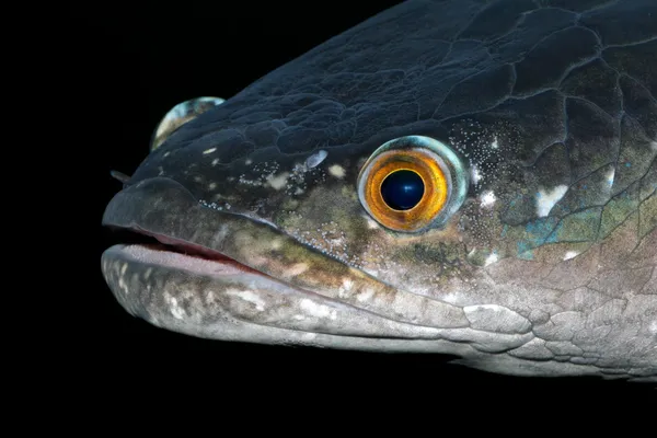 Cabeza de serpiente manchada — Foto de Stock