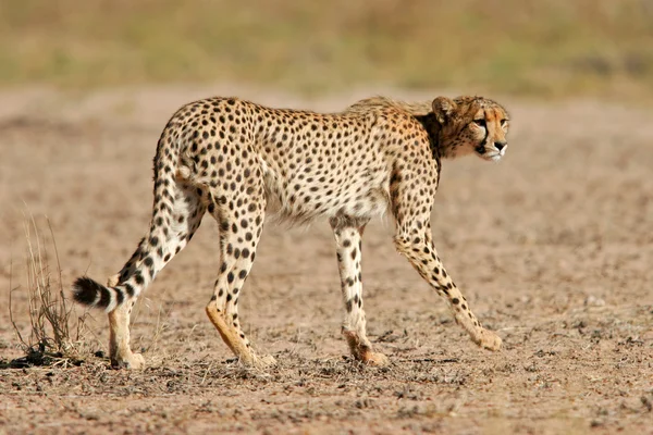 Stalking Cheetah — Stock Photo, Image
