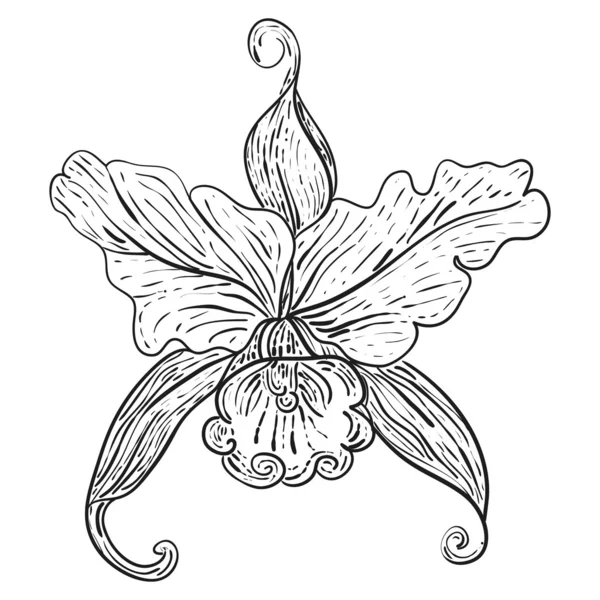 Elle çizilmiş çiçek tasarım öğesi — Stok Vektör