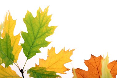 Autumn colors clipart