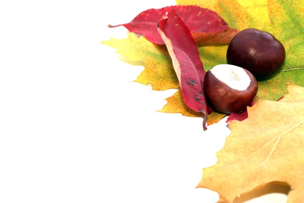 Autumn chestnuts — Stock Photo, Image