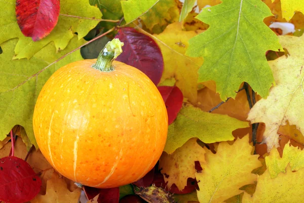 Pumkin and fall leaves — Stock Photo, Image