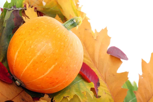 Pumpkin with autumn leaves — Stock Photo, Image