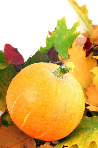Fall pumpkin and leaves — Stock Photo, Image