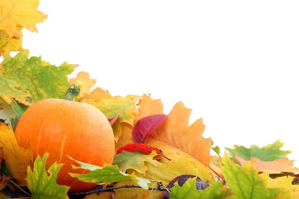 Pumpkin with autumn leaves — Stock Photo, Image