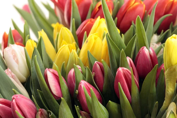 Piękne Wiosenne Kwiaty — Zdjęcie stockowe