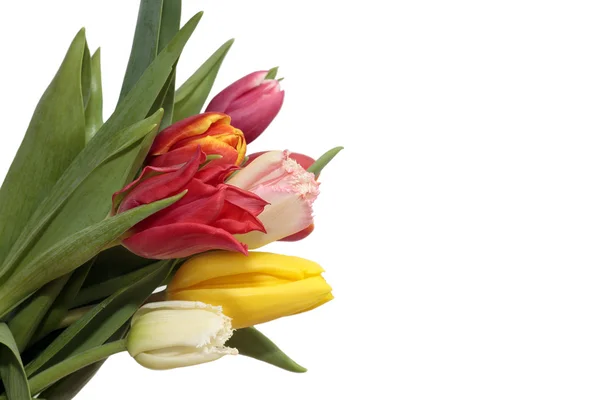 Tulipanes sobre blanco — Foto de Stock