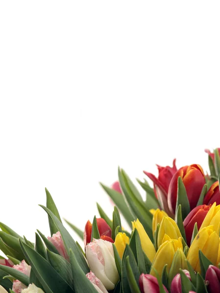 Tulipany na biały — Zdjęcie stockowe