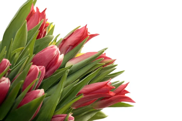 Tulipanes rojos sobre blanco —  Fotos de Stock