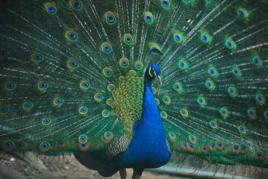 Peacock bird closeup background clipart