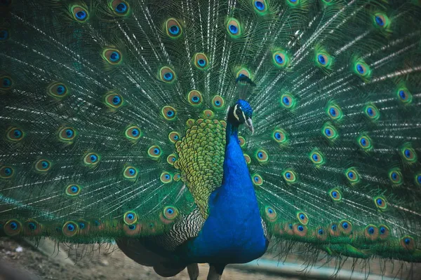 Peacock vogel close-up achtergrond — Stockfoto