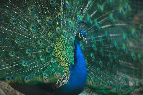 Peacock bird closeup background — Stock Photo, Image