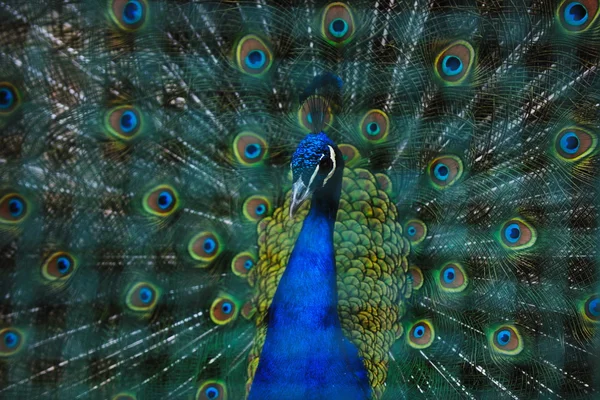 Παγώνι πουλί closeup φόντο — Φωτογραφία Αρχείου