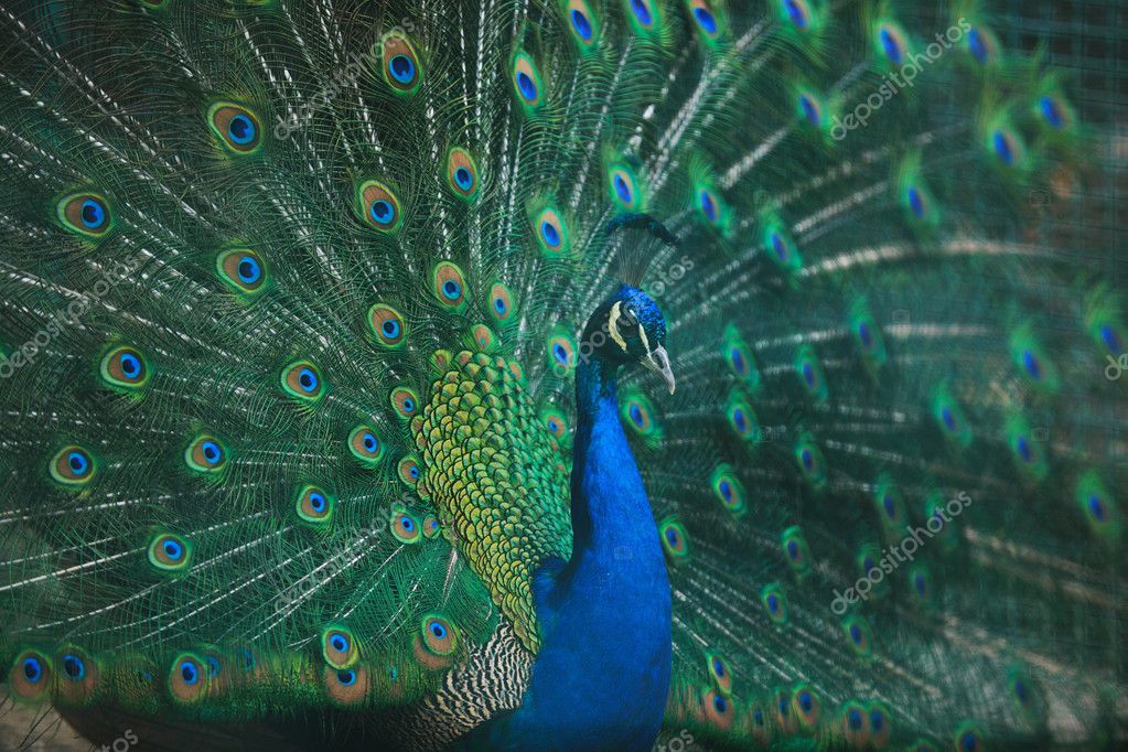 peacock bird closeup background stock photo shock 5301336