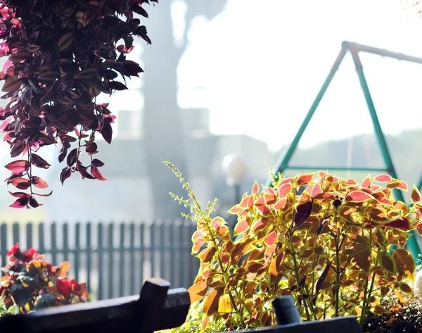 Kleurrijke balkon met bloemen — Stockfoto