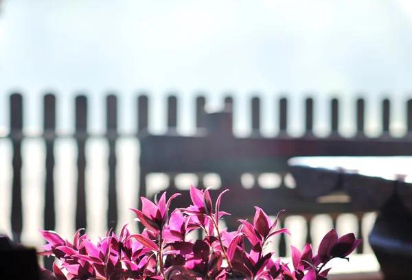 Bunter Balkon mit Blumen — Stockfoto