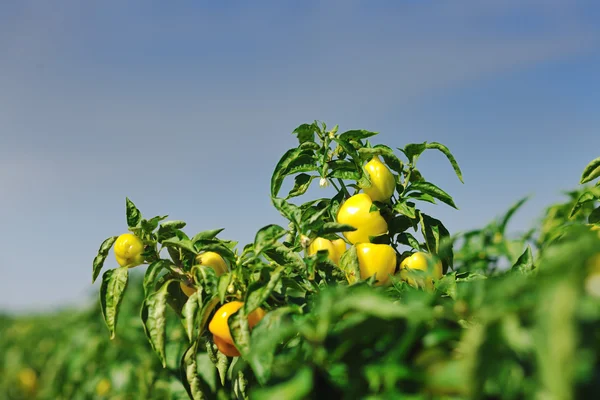 Fresh organic food peppers — Stock Photo, Image