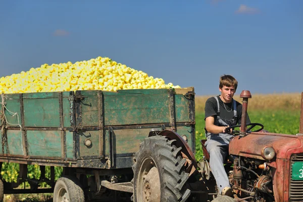 Trabalhador agrícola com legumes frescos — Fotografia de Stock