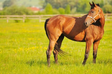 Horse nature clipart