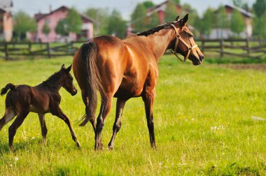 Horse nature clipart